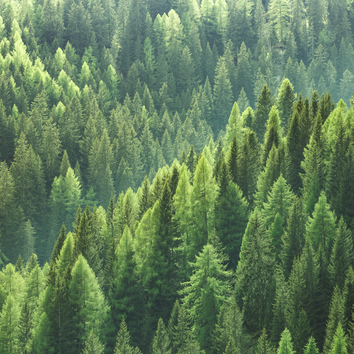 Wald | © AdobeStock