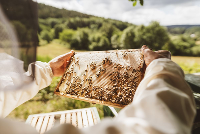 Bienenstock | © Adobe Stock